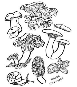 Forest Mushrooms