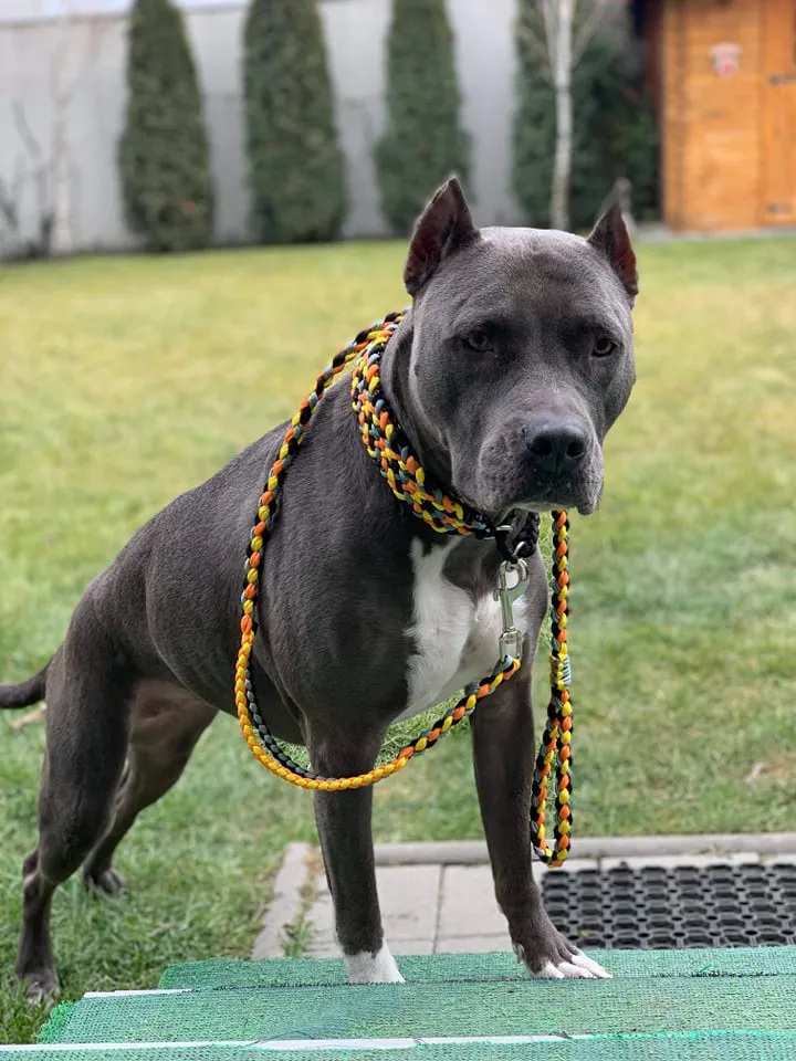 Pumpkin Braid Dog collar