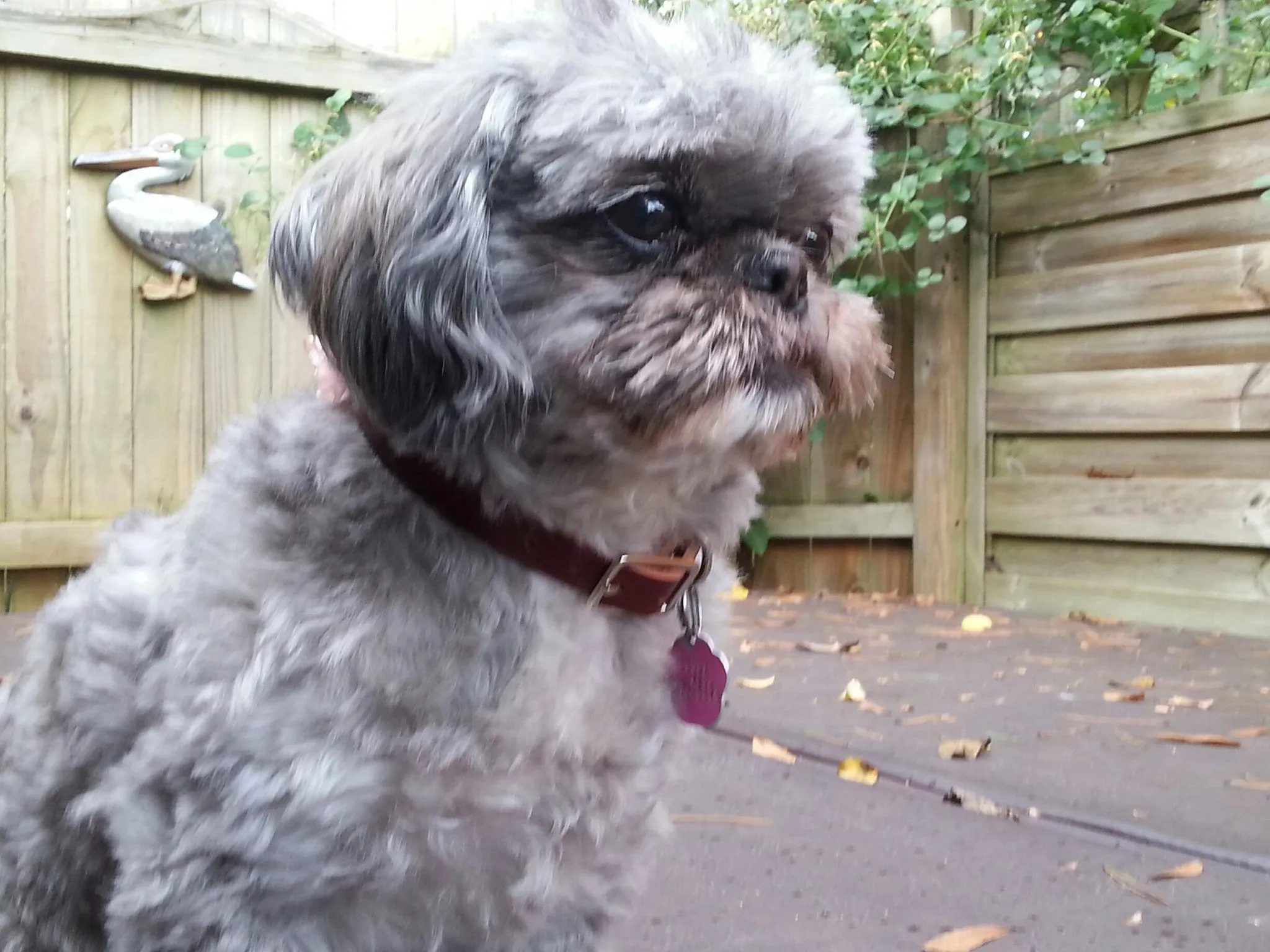 Rustic and Ostrich Print Small Dog Collars