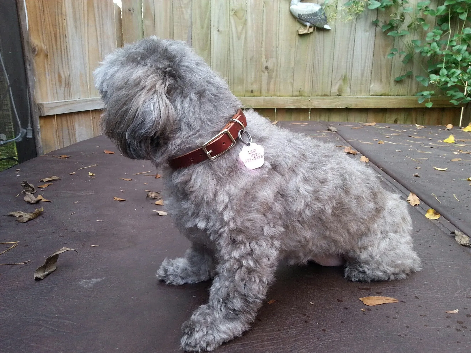Rustic and Ostrich Print Small Dog Collars