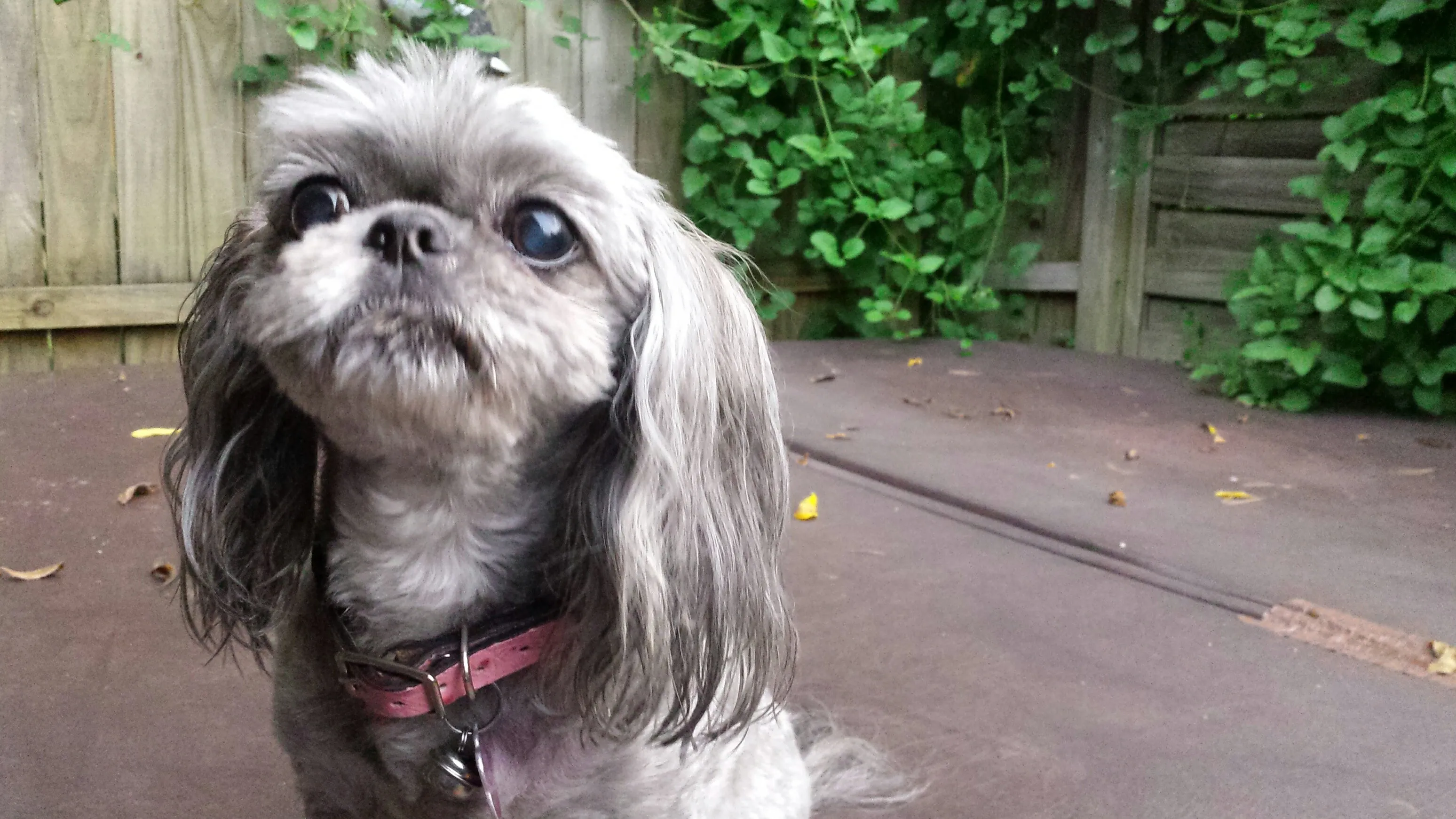 Rustic and Ostrich Print Small Dog Collars