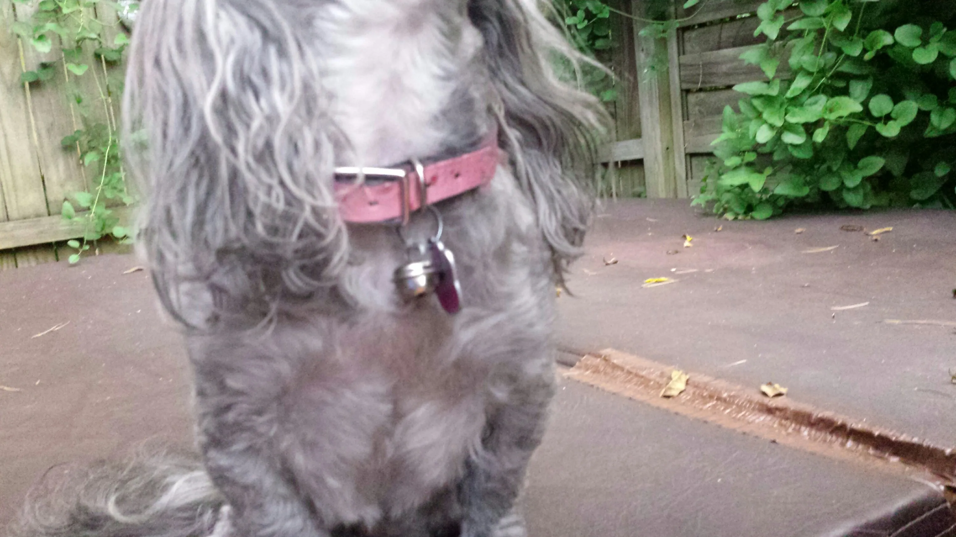 Rustic and Ostrich Print Small Dog Collars