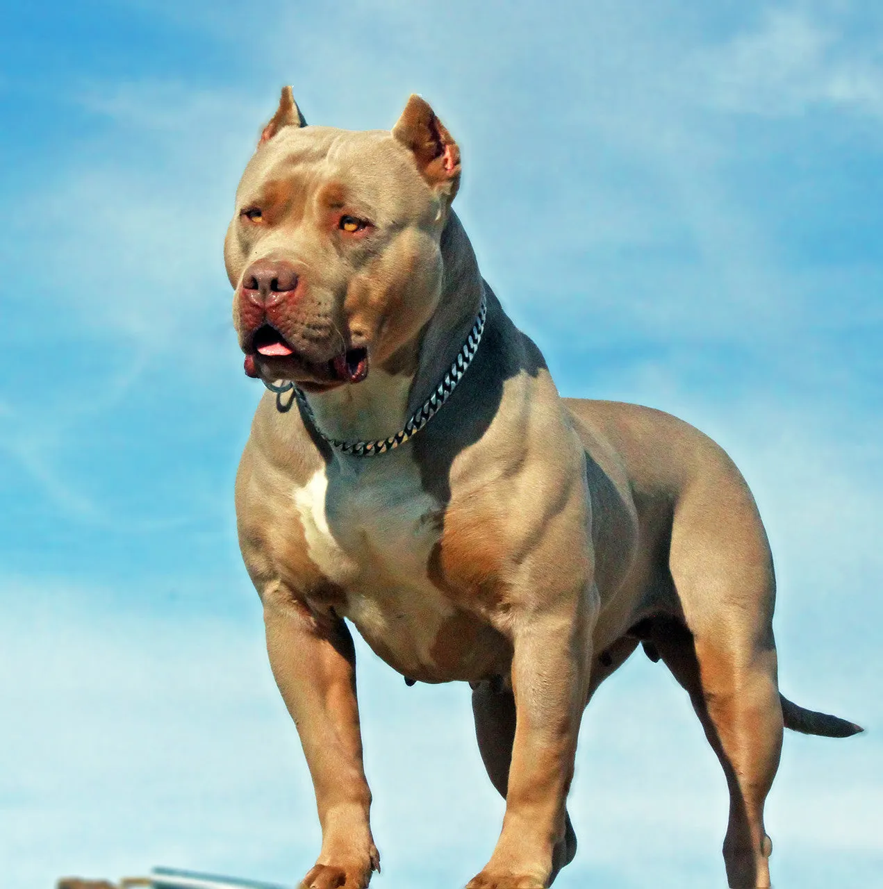 SILVER CUBAN LINK LUXURY DOG CHOKE CHAIN COLLAR